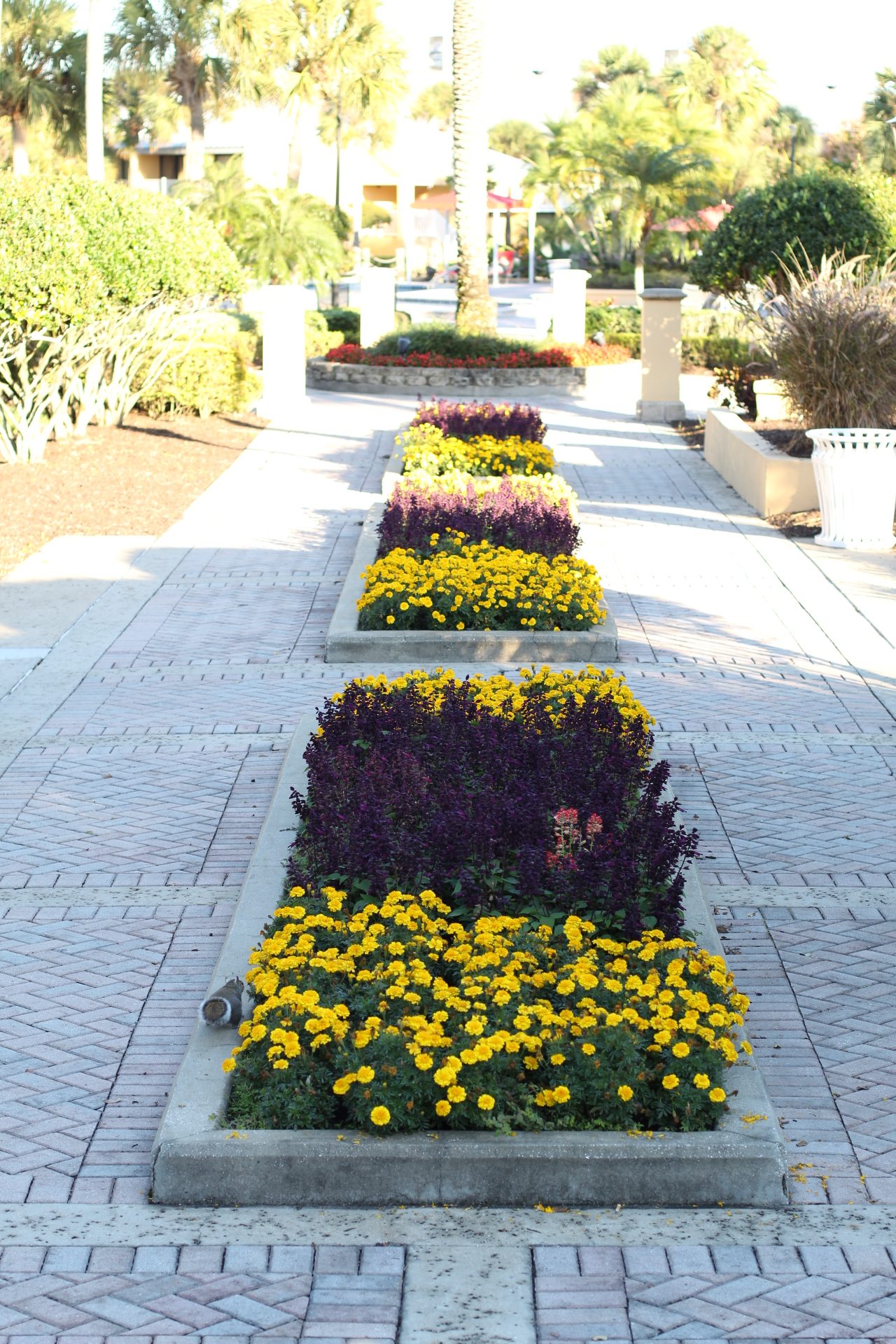 Lush landscaping at Wyndham Orlando Resort International Drive