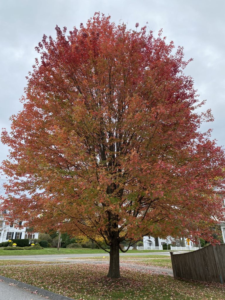 Fall leaves